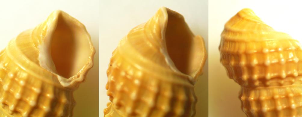 piccoli gusci da identificare